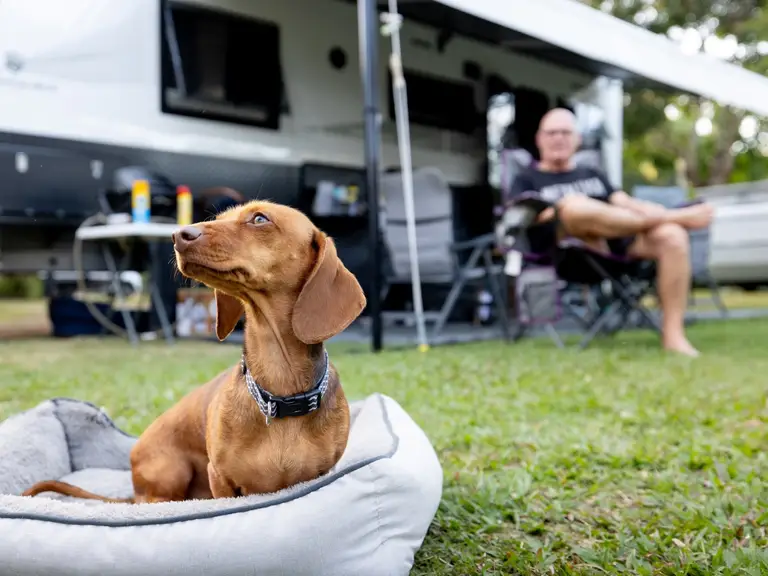 Dog relaxing beside a caravan at a pet-friendly holiday park while its owner unwinds outside.