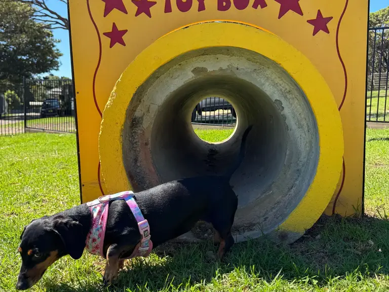Dog exploring agility play equipment in the off-lead dog park at BIG4 Wallaga Lake Holiday Park.