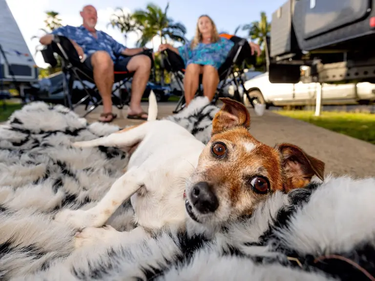 Dog relaxing on its bed beside a caravan while its owners enjoy their pet-friendly holiday.