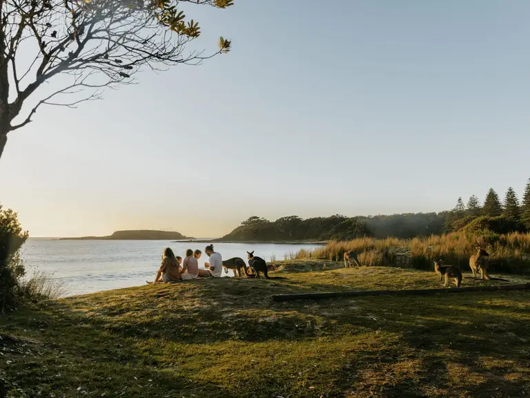 Family relaxing near kangaroos in Murramarang National Park at Durras North on the NSW South Coast.