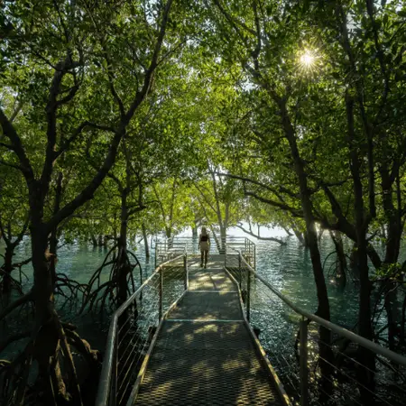 A boardwalk with blue water and mangroves surrounding it. A person standing at the end of the boardwalk.