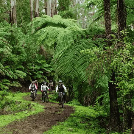 A group of people mountain biking in lush forests in Victoria