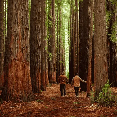 Two people walking through a forest