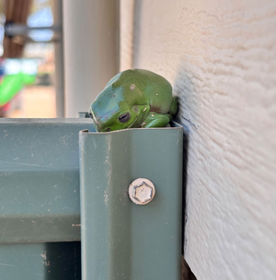 Green tree frog resting at BIG4 Opal Holiday Park in Lightning Ridge.