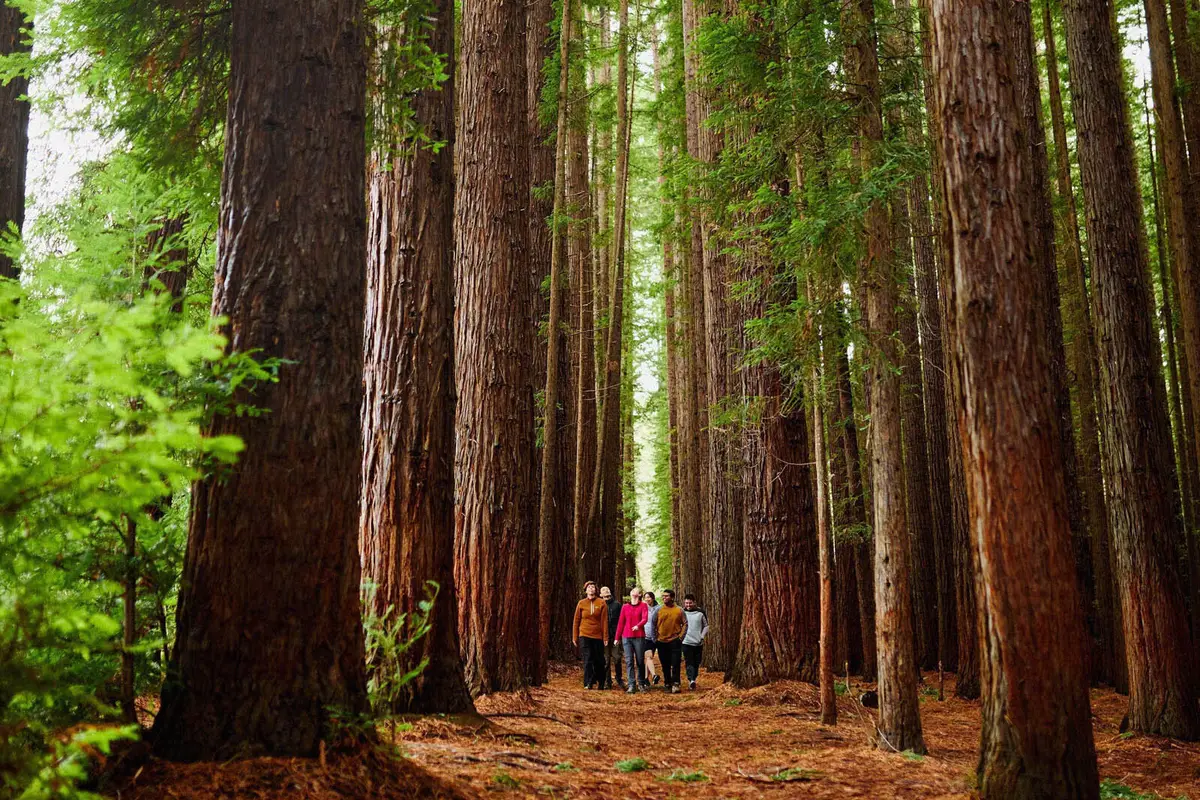 Visitors exploring the Redwood Forest near Warburton in the Yarra Valley. Image credit Visit Victoria