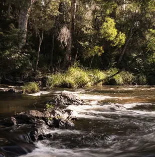 Scenic views of the Yarra River near Warburton Holiday Park.