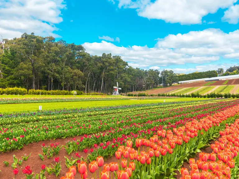 Rows of colourful tulips in bloom at the Tesselaar Tulip Festival in Victoria’s Dandenong Ranges.