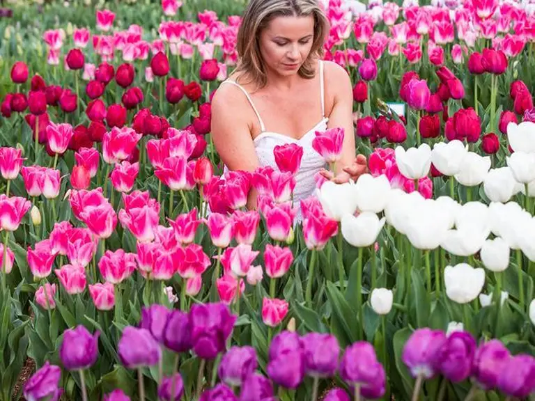Visitor surrounded by rows of pink, purple and white tulips in bloom at the Tesselaar Tulip Festival in Victoria.