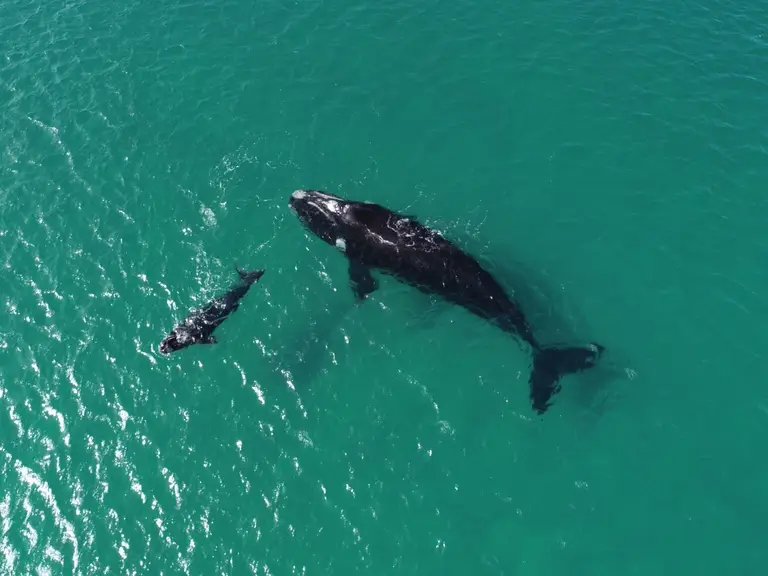 A whale and her calf swimming through turquoise waters off Wairo Beach on the NSW South Coast.