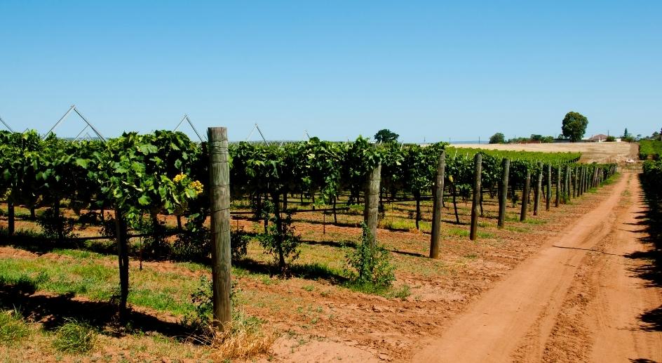 Swan Valley Vineyards & Wineries. Winner of a Tripadvisor ‘Traveler’s Choice’ Award for 2022! BIG4 Perth Midland Tourist Park offers quality accommodation surrounded by native gardens. 